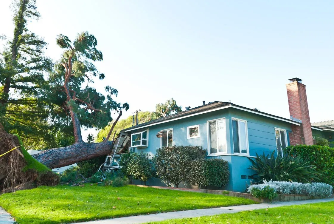 Large tree fallen onto blue house after strong storm, damaging roof and window.